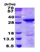 Ab139785  Sds Page Img41515