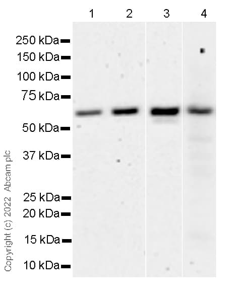 Anti-Yes antibody [1/Yes] - BSA and Azide Free(AB305328)