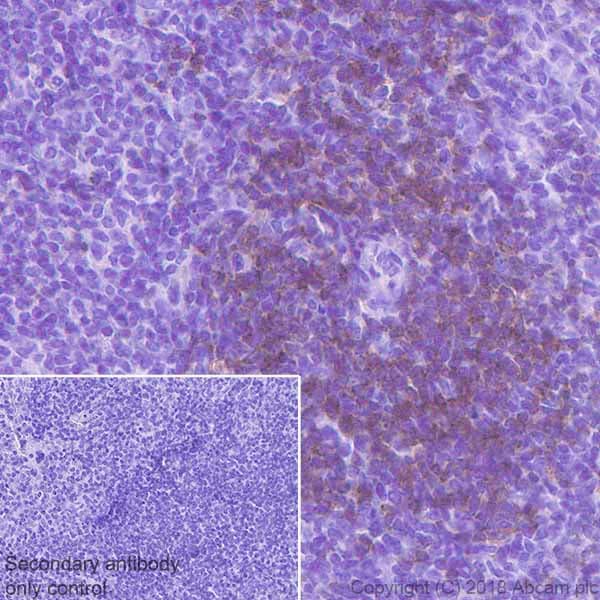 Anti-CD28 antibody [EPR22076](AB243228)