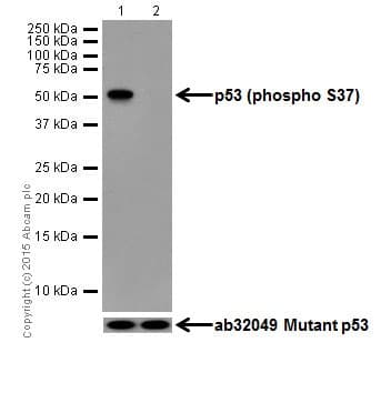 P53 Phospho S37 Antibody Epr17353 Ab182164  Western Blot Img21493