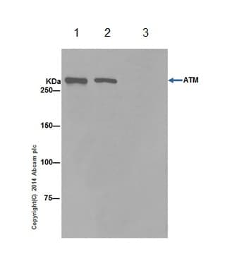 Anti-ATM antibody [EPR17059] - BSA and Azide free(AB232588)