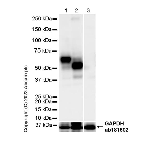 Anti-LYVE1 antibody [RM1067](AB314241)