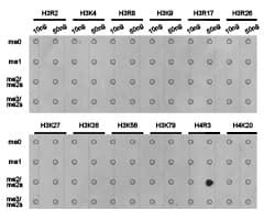 Anti-Histone H4 (asymmetric di methyl R3) antibody(AB194683)