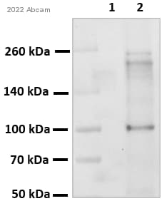 Anti-Nrf2 antibody [EP1808Y](AB62352)