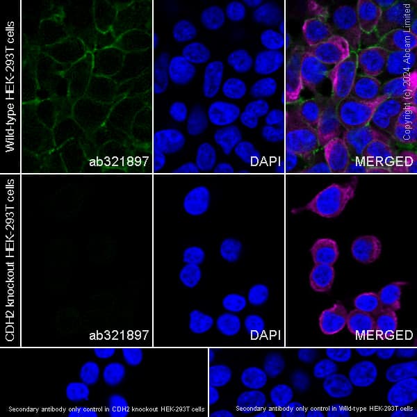 Anti-N Cadherin antibody [EPR29626-10](AB321897)