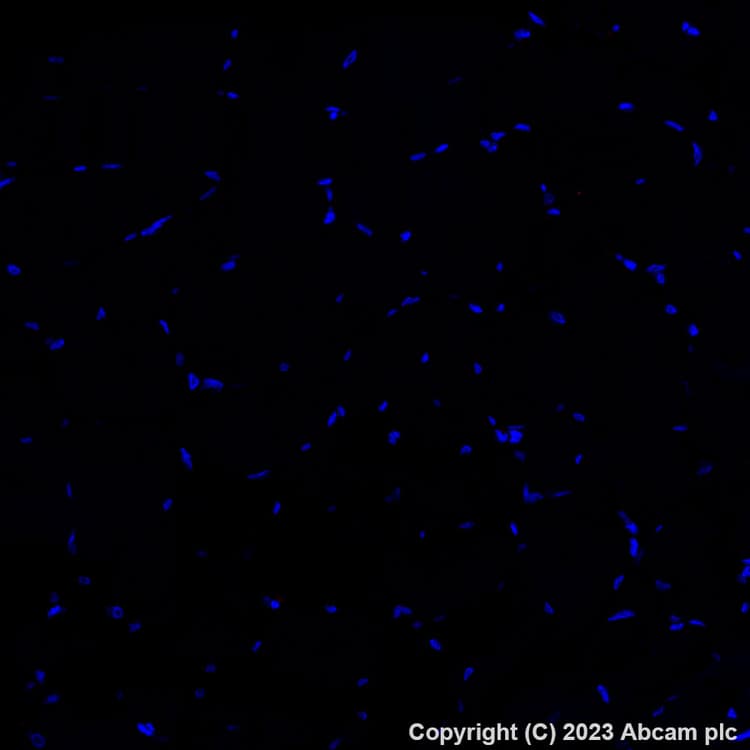 Alexa Fluor® 647 Anti-Fibronectin antibody [EPR23110-46](AB313350)