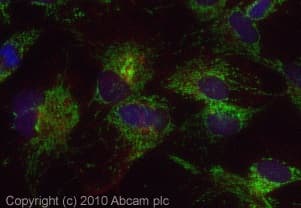 Anti-TOMM20 antibody - Mitochondrial Marker(ab78547)