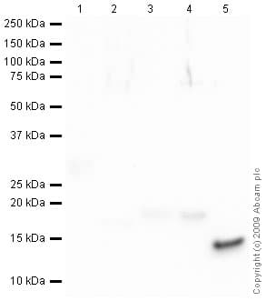 Histone H4 Antibody Mabcam 17036 Chip Grade Ab17036  Western Blot Img133860