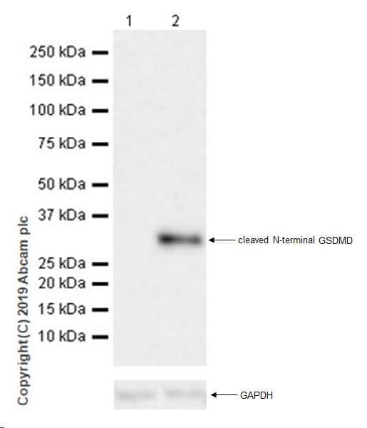 Anti-cleaved N-terminal GSDMD antibody [EPR20829-408](ab215203)