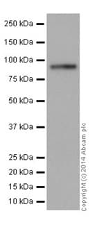 Anti-CSDE1/NRU antibody [EPR17413] - BSA and Azide free(AB251319)