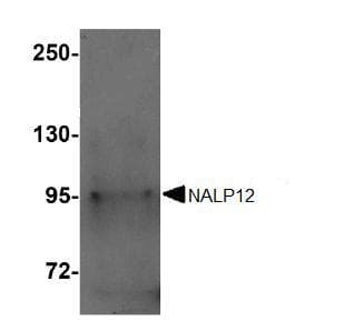 Anti-NALP12/NLRP12 antibody(AB105409)