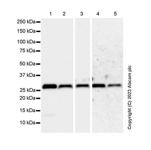 Anti-VAPB antibody [EPR27026-50](AB315013)