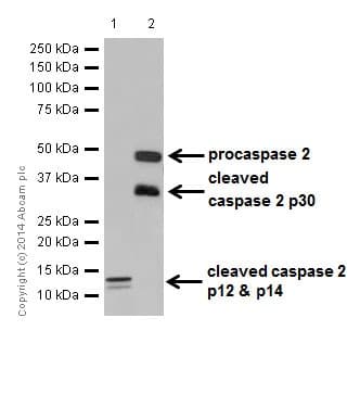 Caspase 2l Antibody Epr16790 Ab179519  Western Blot Img20430