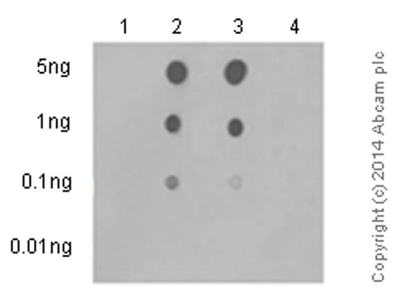 Anti-MLKL (phospho S358) antibody [EPR9514](AB187091)