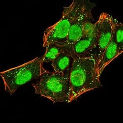 Anti-HP1 alpha antibody [3A11F8](AB234085)