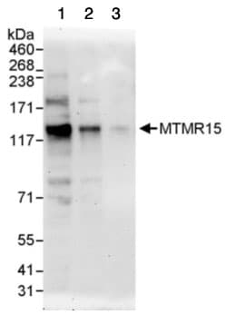 Anti-FAN1 antibody(ab95171)