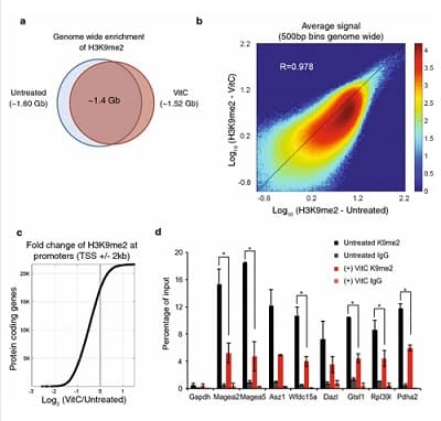 Anti-Histone H3 (di methyl K9) antibody [mAbcam 1220] - ChIP Grade(AB1220)