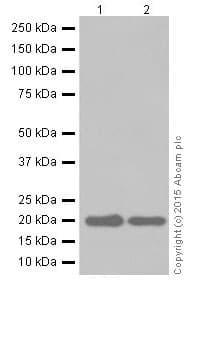 Anti-Ferritin Heavy Chain antibody [EPR18878](AB183781)
