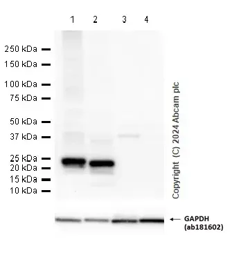 Anti-MUC1 antibody [EPR1023](AB109185)