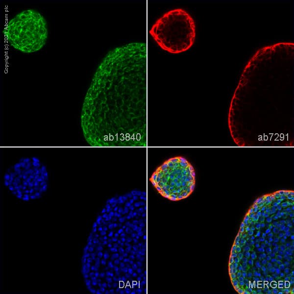 Anti-DDX4 / MVH antibody(AB13840)