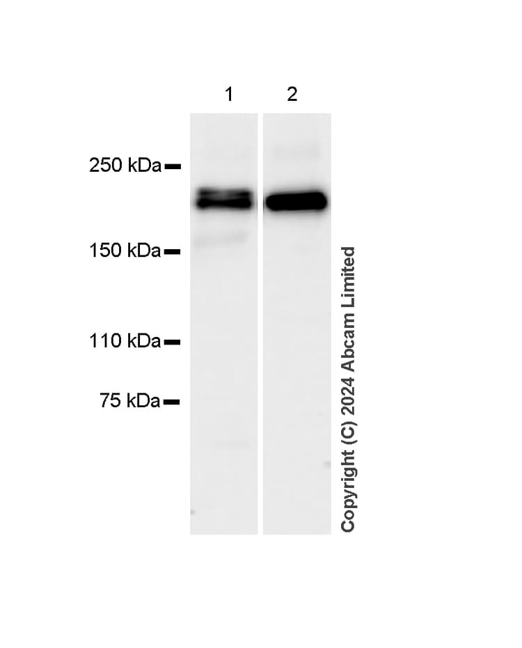 Dnmt1 Antibody Rm1192 Ab317845  Western Blot Img434400
