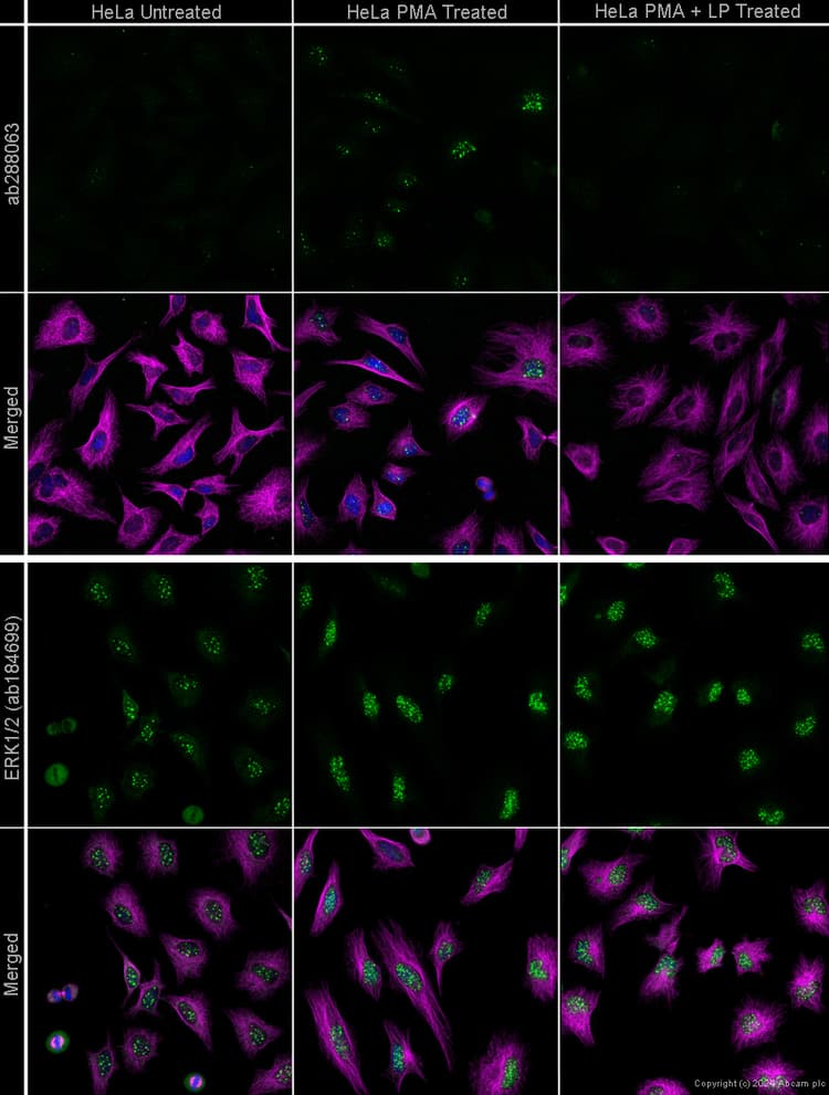 Anti-ERK1 + ERK2 antibody [EPR17526](AB184699)