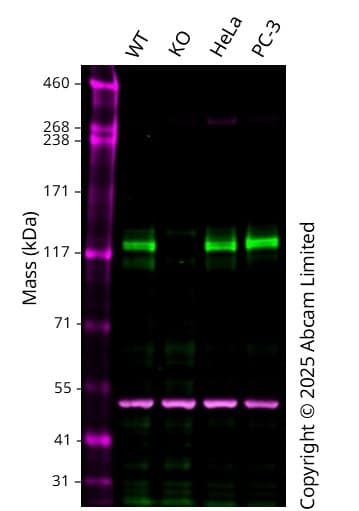 Anti-alpha Tubulin antibody [EP1332Y] - Microtubule Marker(AB52866)