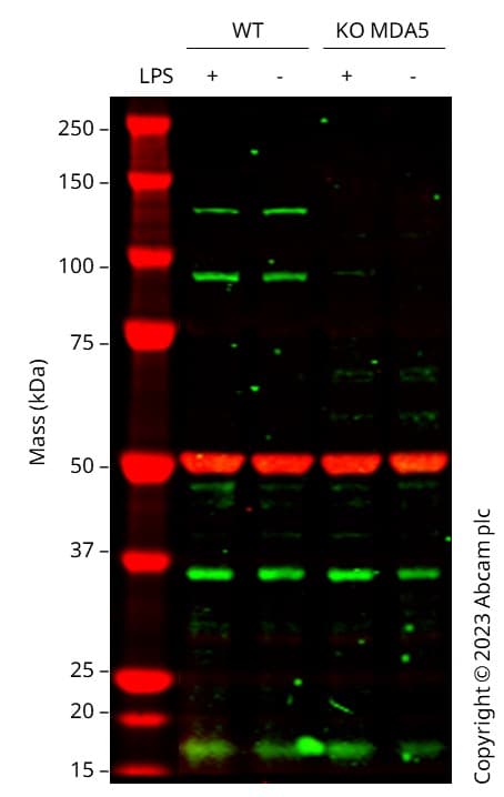 Mda5 Antibody Epr6743 Bsa And Azide Free Ab219952  Western Blot Img420710