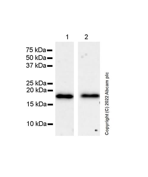 Anti-Cofilin 2 antibody [EPR24519-7](AB300128)