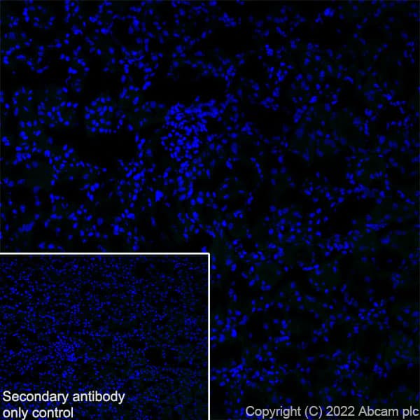 Anti-SMCR8 antibody [EPR26215-5] - BSA and Azide free(AB303549)
