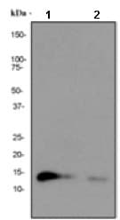 Anti-IL-15 antibody [EPR1542Y] - BSA and Azide free(AB232062)