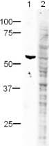 Ha Tag Peptide Ab13835  Western Blot Img133044