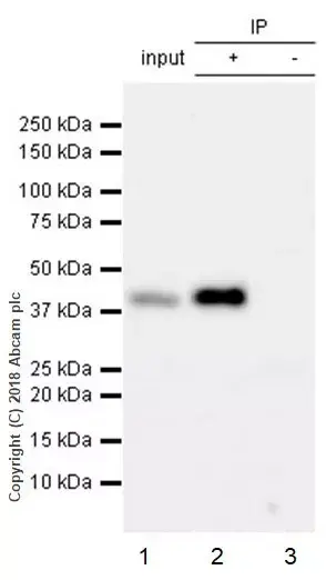 Rabbit IgG, monoclonal [EPR25A] - Isotype Control(AB172730)
