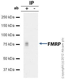 Anti-FMRP antibody(AB17722)
