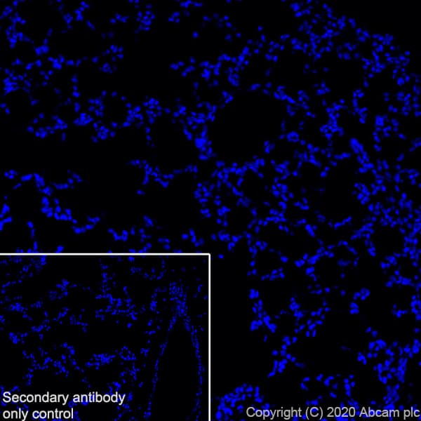 Anti-Synapsin I antibody [EPR23531-50] - Synaptic Marker(AB254349)