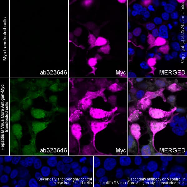 Alexa Fluor® 594 Anti-Myc tag antibody [9E10](AB223894)