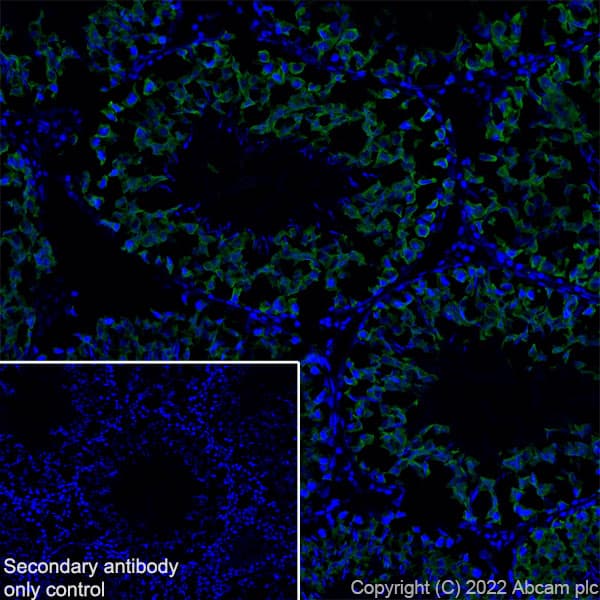 Goat Anti-Chicken IgY H&L (Alexa Fluor® 488)(AB150169)