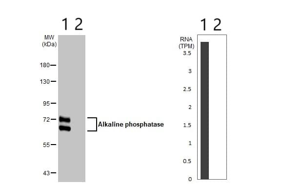 Anti-Alkaline phosphatase antibody [HL1267](ab308353)