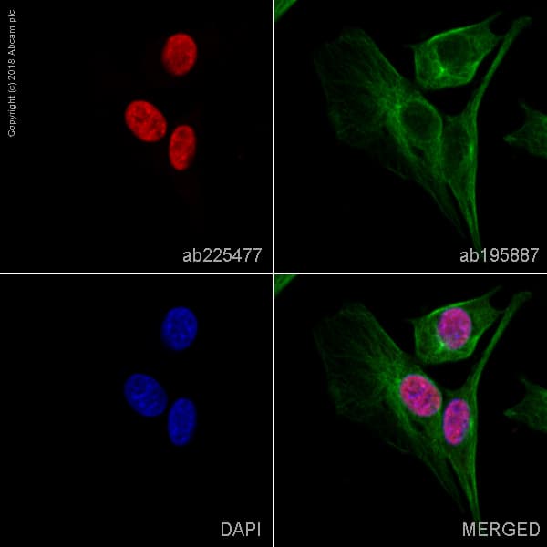 Alexa Fluor® 647 Anti-FGF2 antibody [EPR20145-219](AB225477)