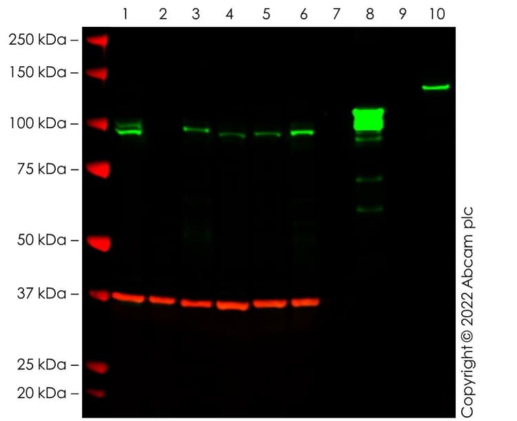 Anti-SATB1 + SATB2 antibody [SATBA4B10] - C-terminal(ab51502)