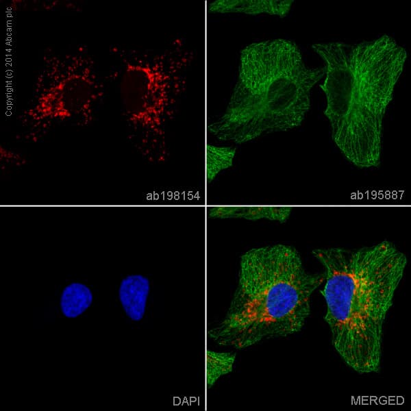Alexa Fluor® 647 Anti-NNT antibody [8B4BB10](AB198154)