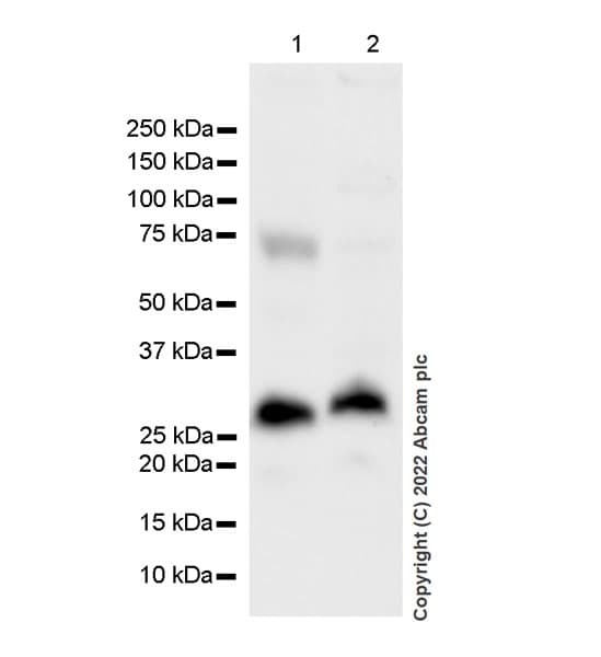 Anti-SIAH1 antibody [EPR27101-45] - BSA and Azide free(AB305250)