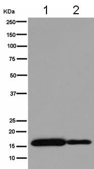 Anti-PLP2 antibody [EPR14238(B)] - BSA and Azide free(AB250143)