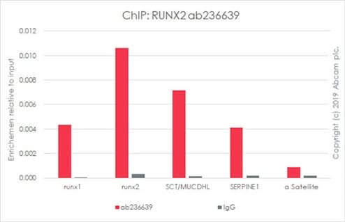Anti-RUNX2 antibody [EPR22858-106] - ChIP Grade(AB236639)