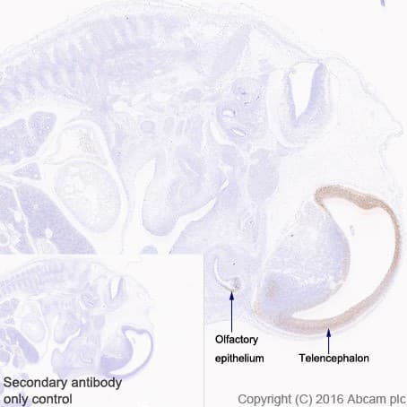Anti-Lhx2/LH2 antibody [EPR20449] - BSA and Azide free(AB236037)