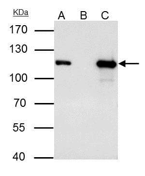 Anti-MCM3 antibody(AB272877)