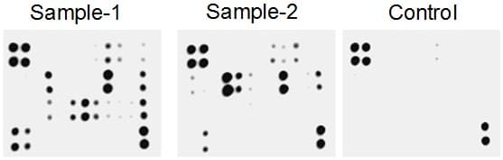 Cytokine Array - Rat Cytokine Antibody Array (Membrane, 19 Targets)(AB133991)
