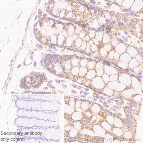 Anti-MTCO1 antibody [1D6E1A8](AB14705)