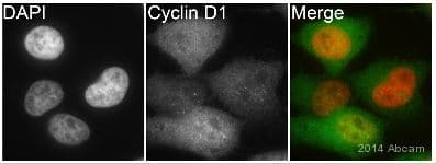 Anti-Cyclin D1 antibody [EPR2241] - C-terminal(AB134175)