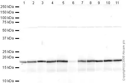 Human Histone H3 (di methyl K9) peptide(AB1772)